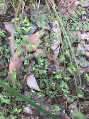 Euphorbia cordifolia