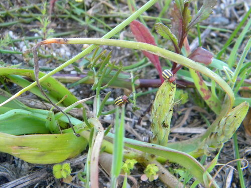 Image of Common Capespinach (Trachyandra ciliata) by no rights reserved