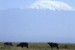 Syncerus caffer caffer