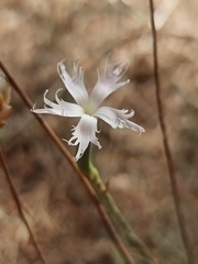 Dianthus broteri