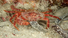 Crustacea
