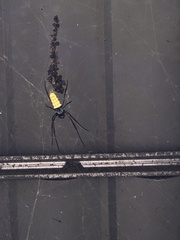Trichonephila antipodiana