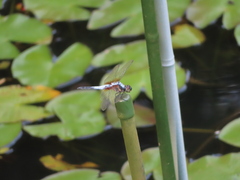 Brachydiplax chalybea