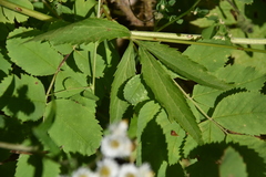 Sanicula marilandica