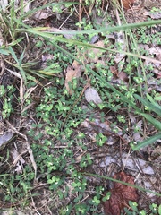 Euphorbia cordifolia