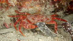 Crustacea