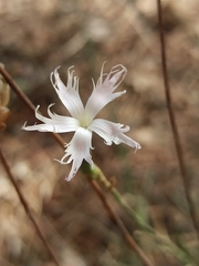 Dianthus broteri