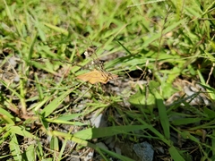 Pyrausta subsequalis