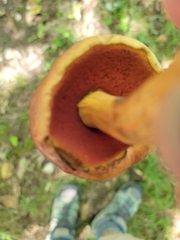 Boletus subvelutipes