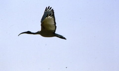 Threskiornis aethiopicus