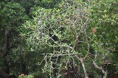 Magnolia × alba