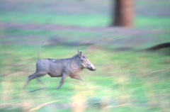 Phacochoerus africanus massaicus