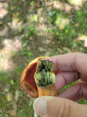 Boletus subvelutipes