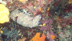 Scyllarides latus