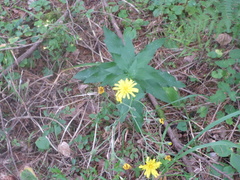 Hieracium murorum