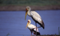 Mycteria ibis