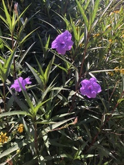 Ruellia simplex