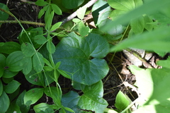 Asarum caudatum