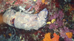 Scyllarides latus