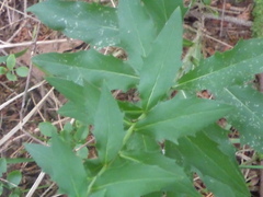 Hieracium murorum