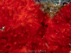 Monanchora arbuscula