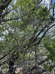 Forestiera reticulata