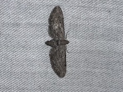 Eupithecia miserulata
