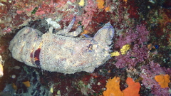Scyllarides latus