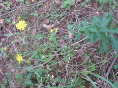 Hieracium murorum