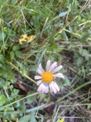 Anthemis