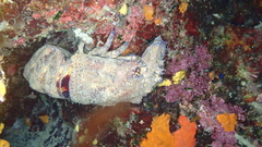 Scyllarides latus
