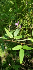 Desmodium