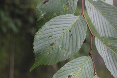 Ulmus uyematsui