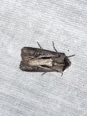 Agrotis venerabilis