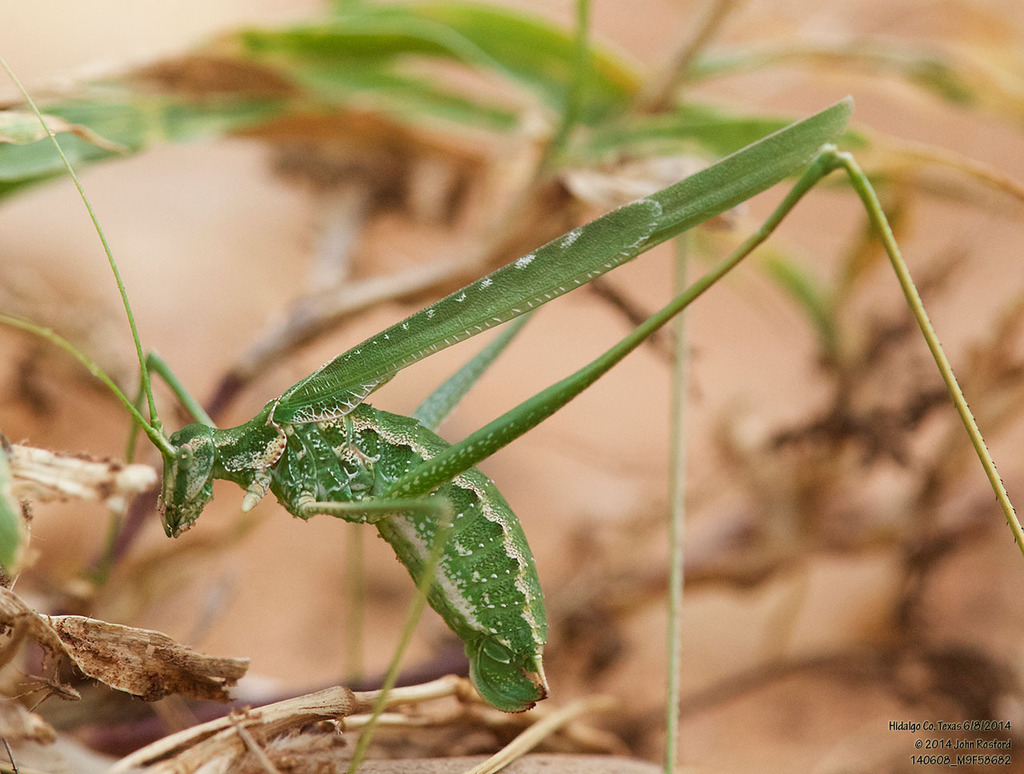 Rio Grande thread-legged katydid