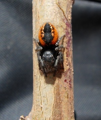 Philaeus chrysops