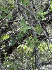 Forestiera reticulata