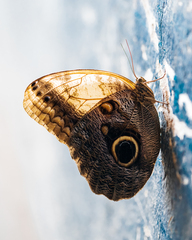 Caligo telamonius memnon