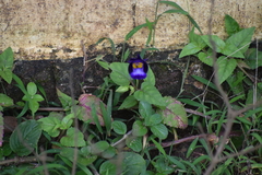 Torenia fournieri