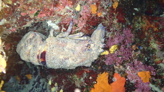 Scyllarides latus