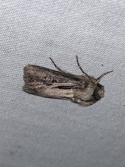 Agrotis venerabilis