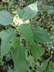 Boehmeria cylindrica