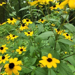Rudbeckia triloba
