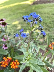 Cynoglossum amabile