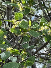 Forestiera reticulata