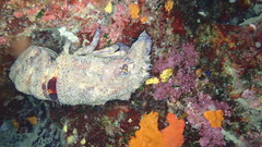 Scyllarides latus