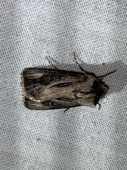 Agrotis venerabilis
