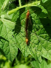 Nephrotoma ferruginea