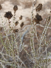 Thymbra capitata
