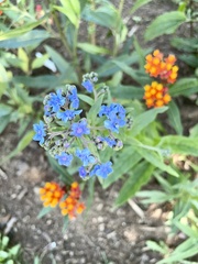 Cynoglossum amabile